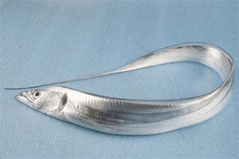 Cutlassfish .